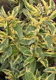 Lysimachia clethroides 'Geisha'